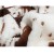 Tkanina futerkowa MINKY ŁACIATA biało/br   długość włosa 5mm,  szerokośc tkaniny 180 cm dwustronna